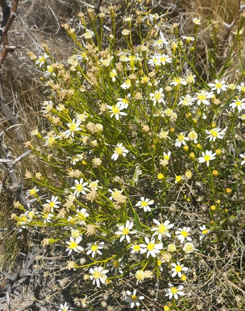 Gutierrezia solbrigii habit