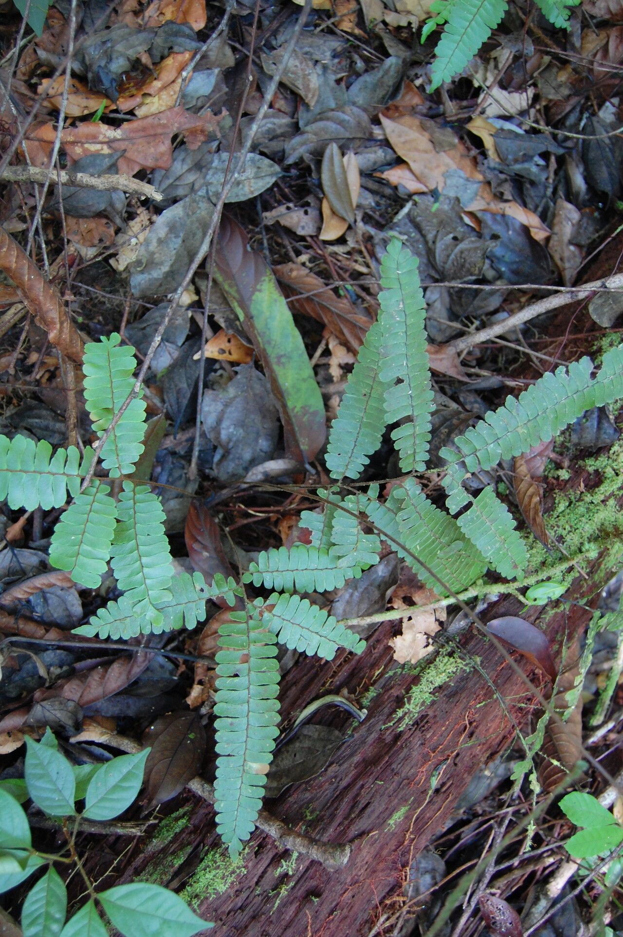 Adiantum paraense habit