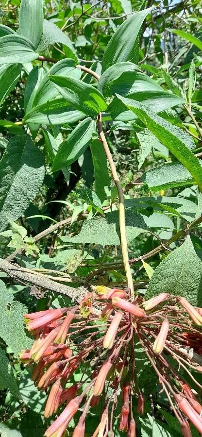 Bomarea edulis habit