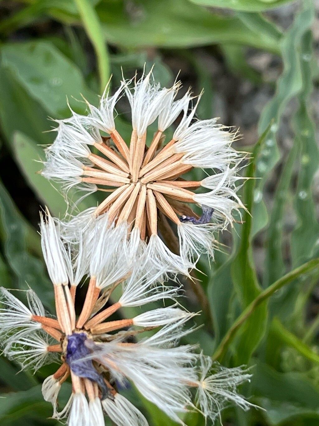 Takhtajaniantha austriaca fruit
