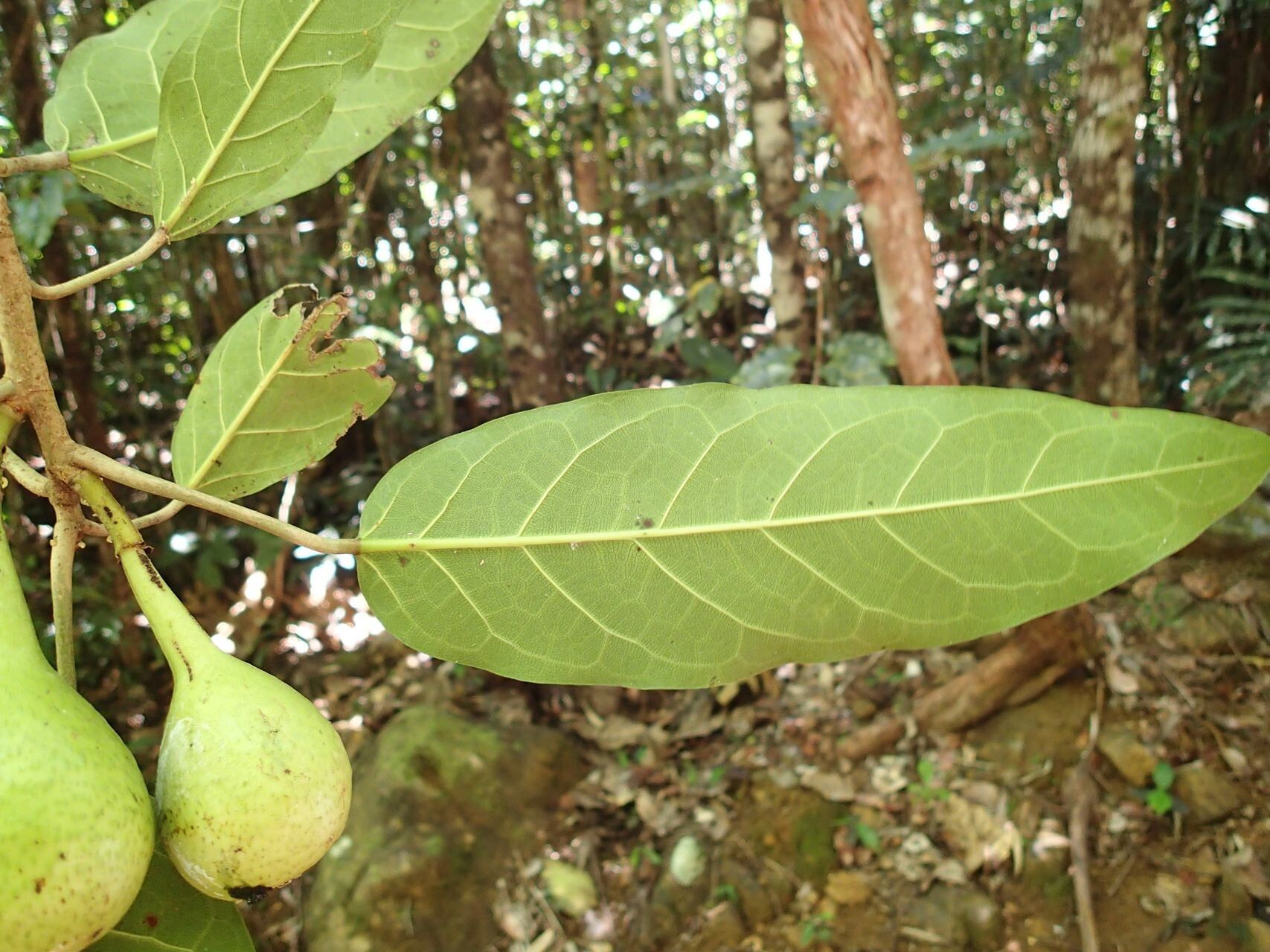 Ficus leiocarpa fruit