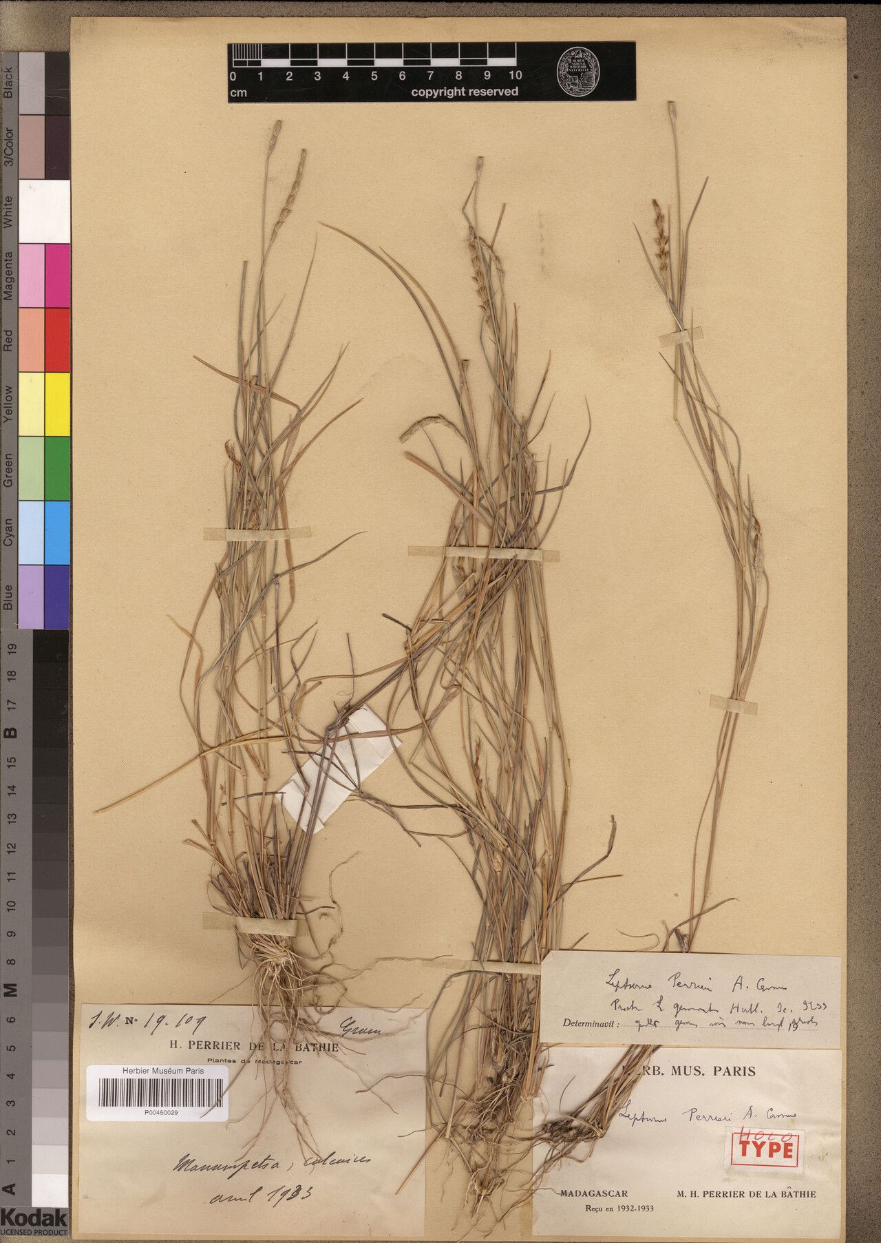 Lepturus perrieri — related species from the same genus