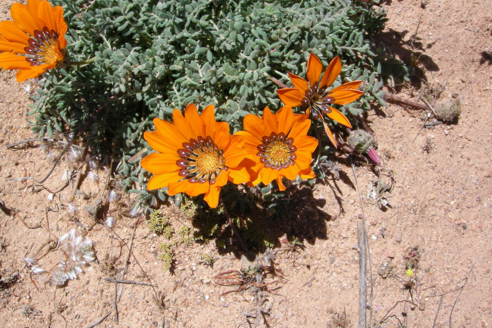 Gazania leiopoda habit