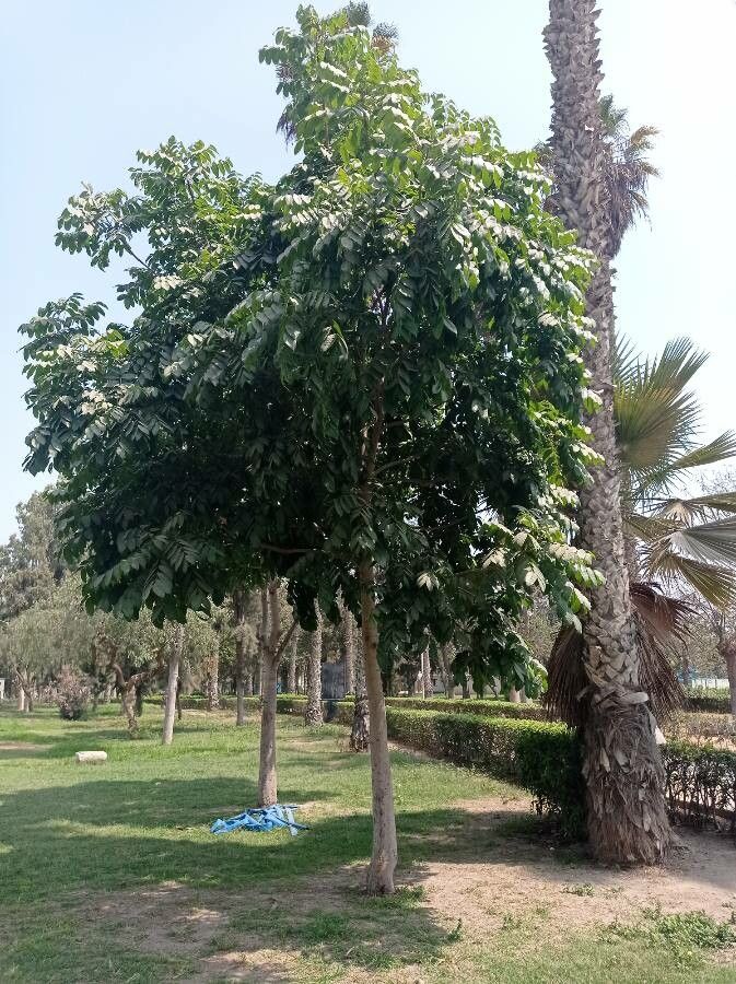 Dysoxylum gaudichaudianum leaf