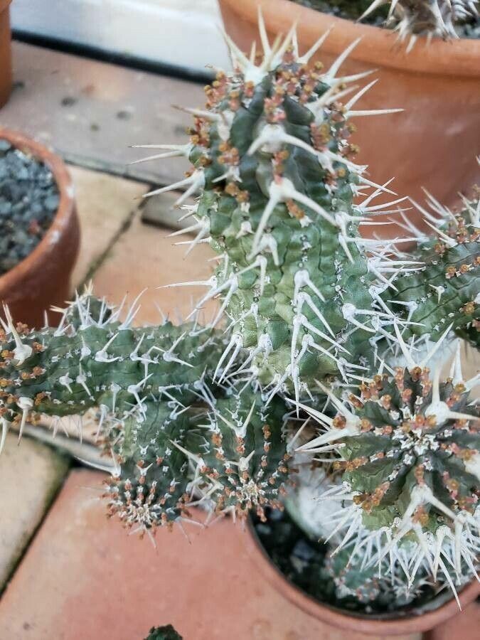 Euphorbia phillipsioides — houseplant care guide