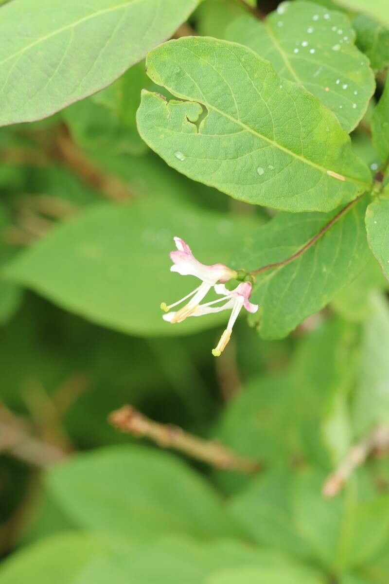 Lonicera tschonoskii — search result for 'Lonicera'