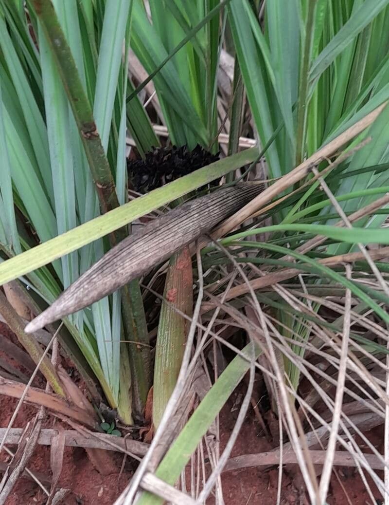 Allagoptera campestris bark