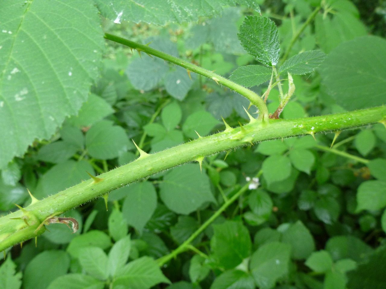 Rubus conspectus — houseplant care guide
