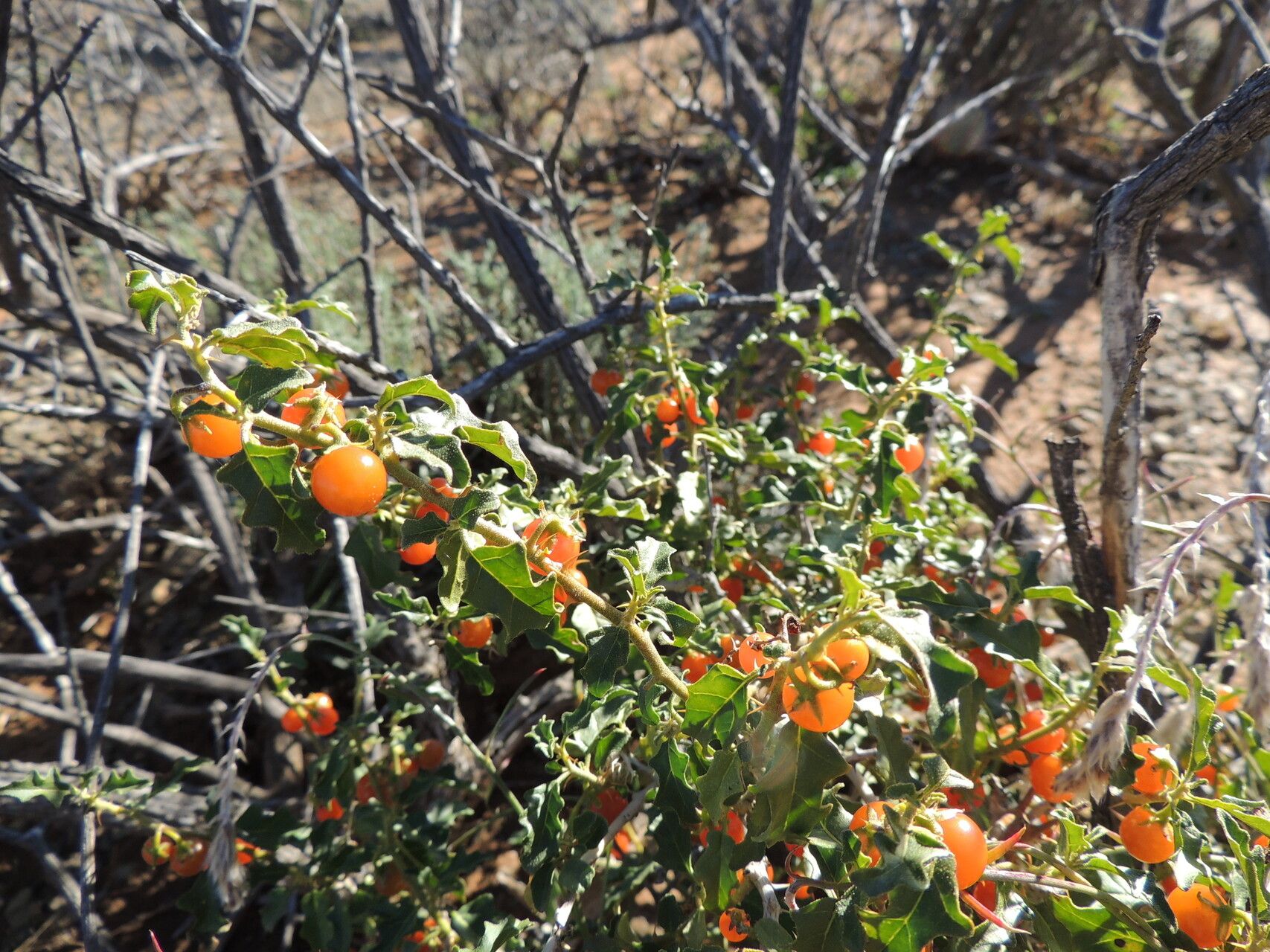Solanum capense habit