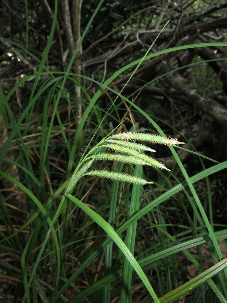 Carex inversonervosa — houseplant care guide
