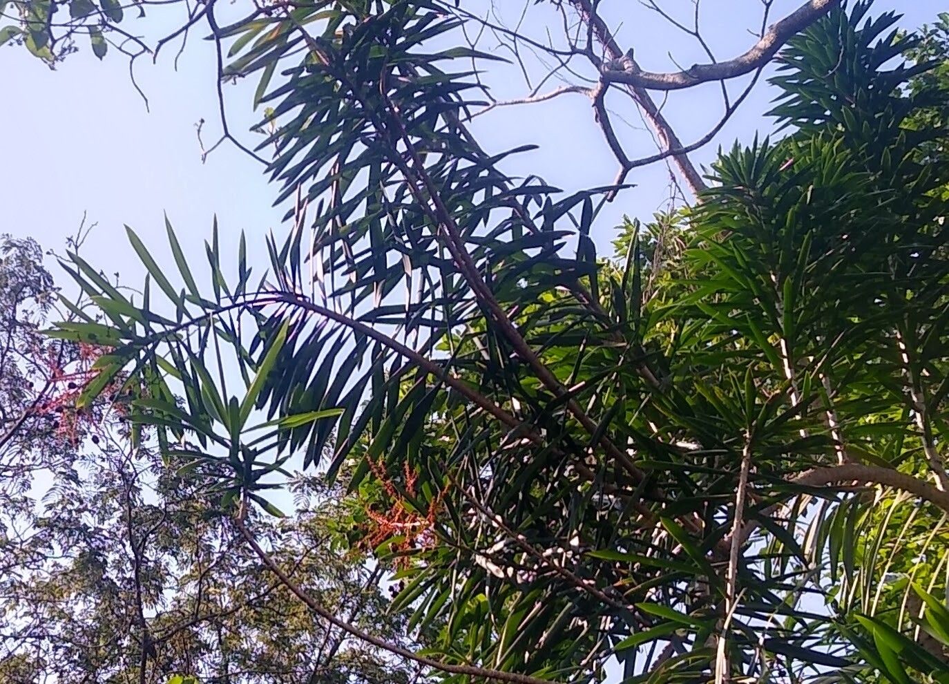 Dracaena nitens — houseplant care guide