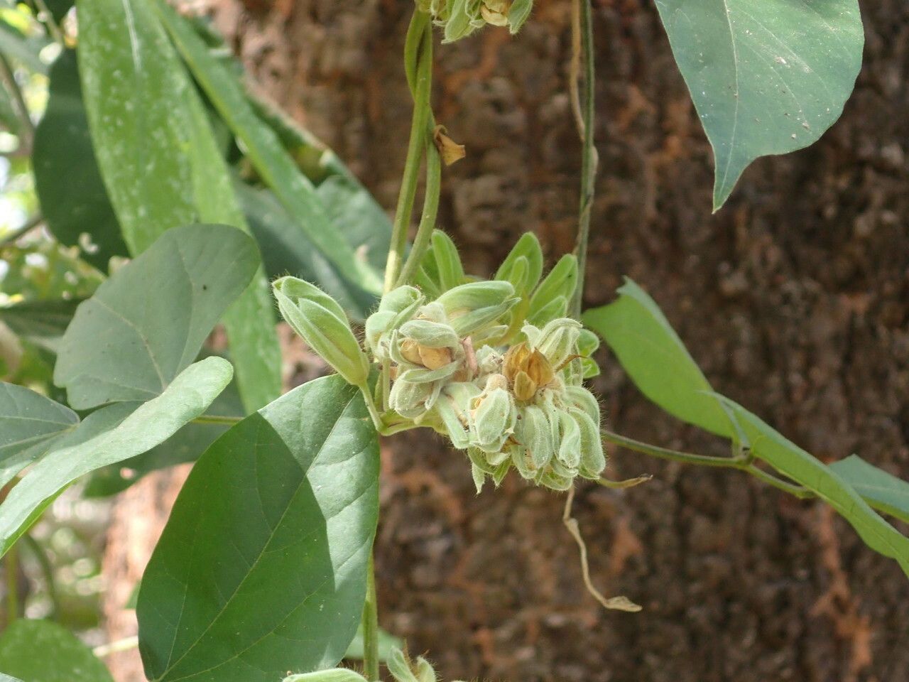 Rhynchosia albae-pauli flower