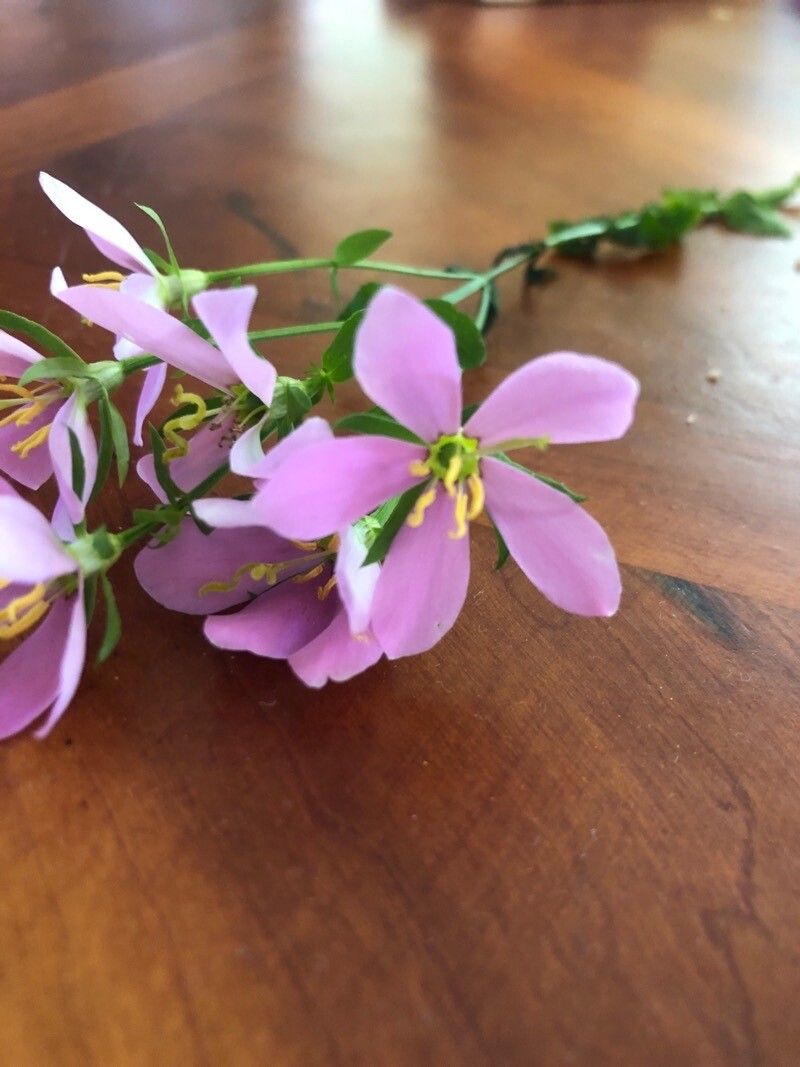 Sabatia angularis flower