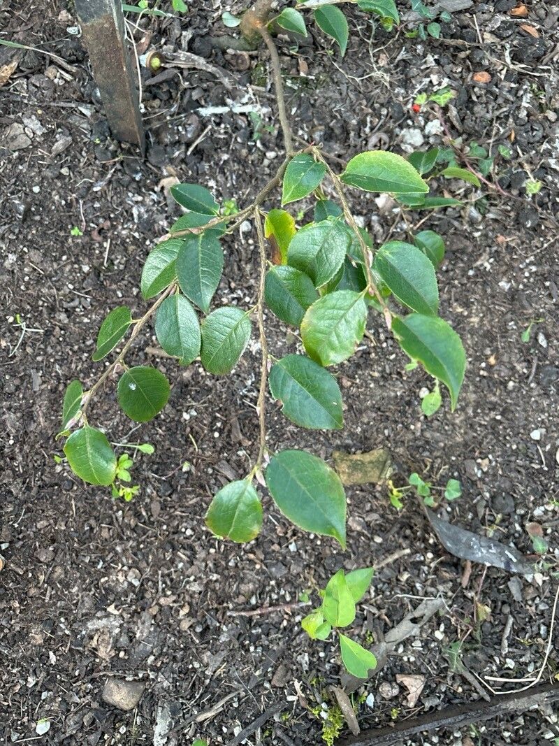 Camellia melliana — search result for 'Camellia'