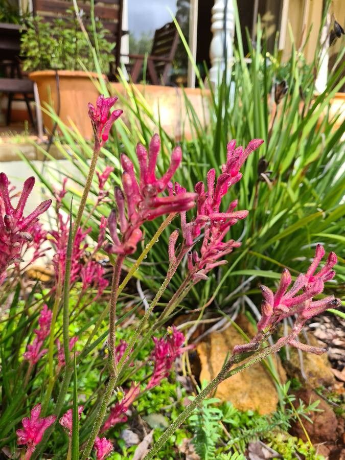Anigozanthos manglesii flower