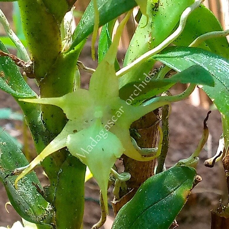 Aeranthes tricalcarata — houseplant care guide