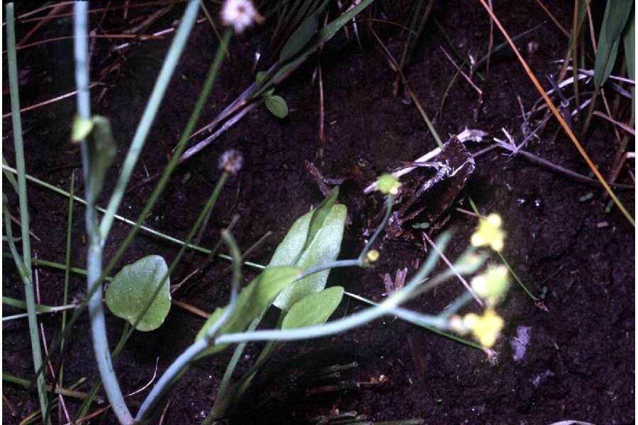 Ranunculus pusillus habit