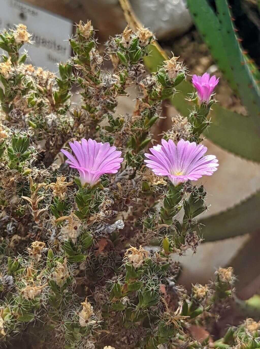 Trichodiadema densum flower