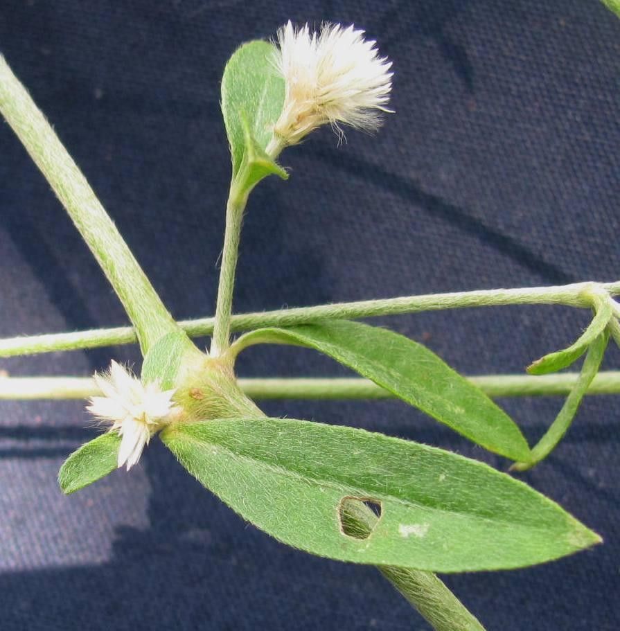 Alternanthera laguroides other