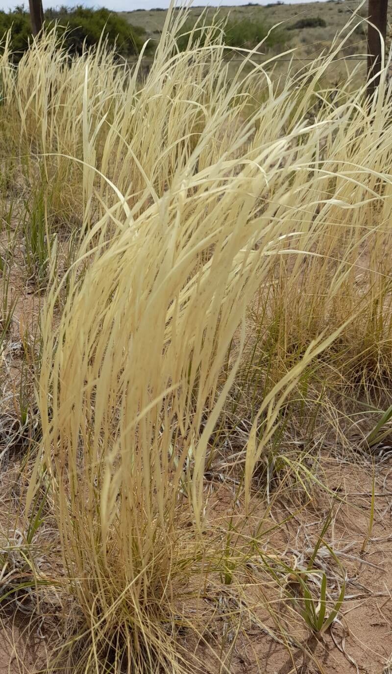 Stipa barrancaensis habit