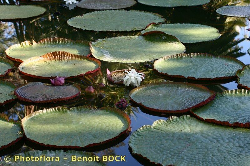 Victoria regia other