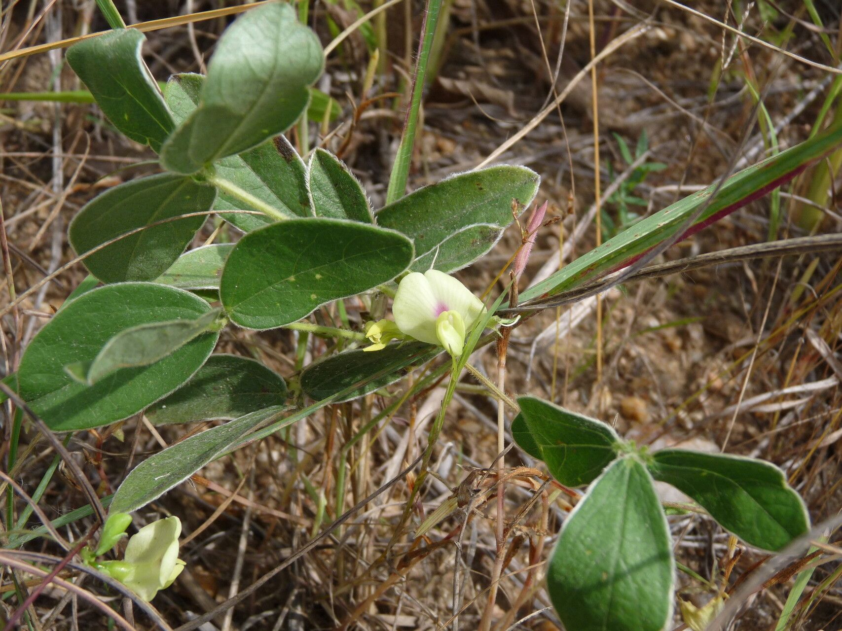 Macrotyloma maranguense habit