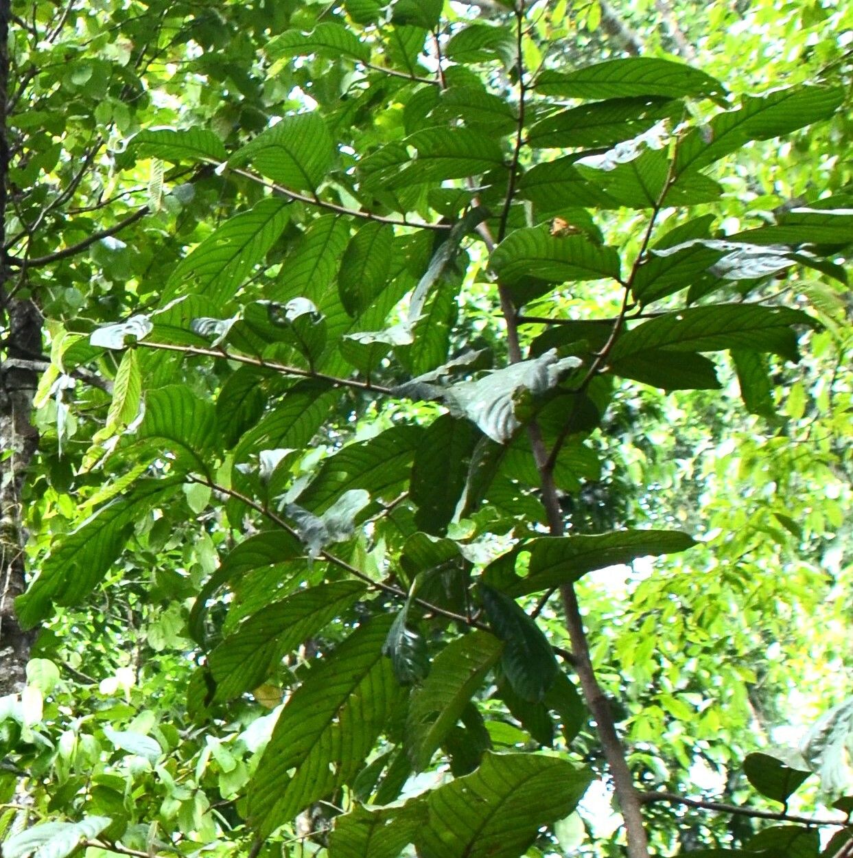 Shorea seminis leaf