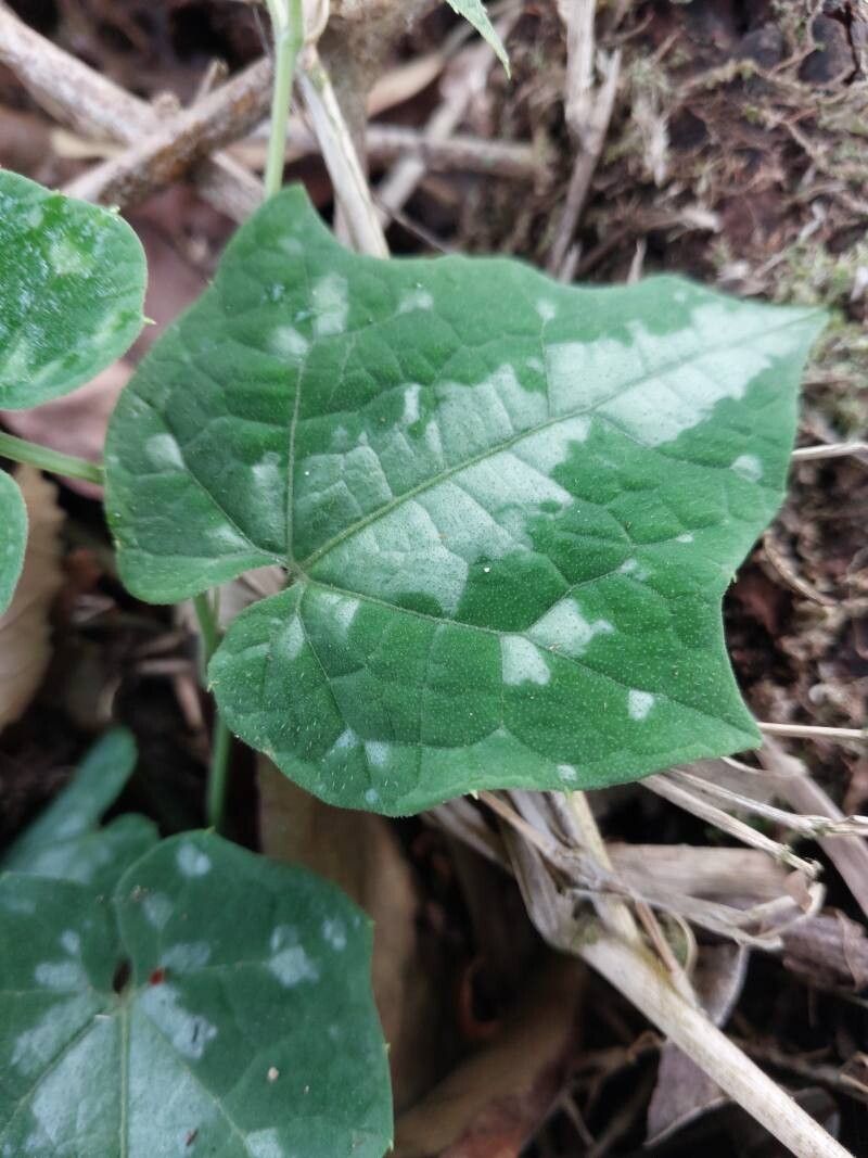 Raphidiocystis brachypoda — related species from the same genus