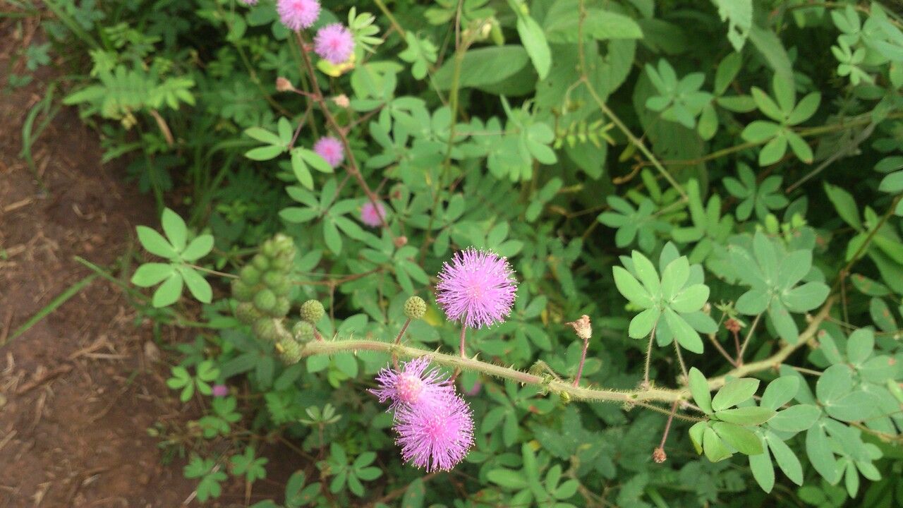 Mimosa debilis leaf