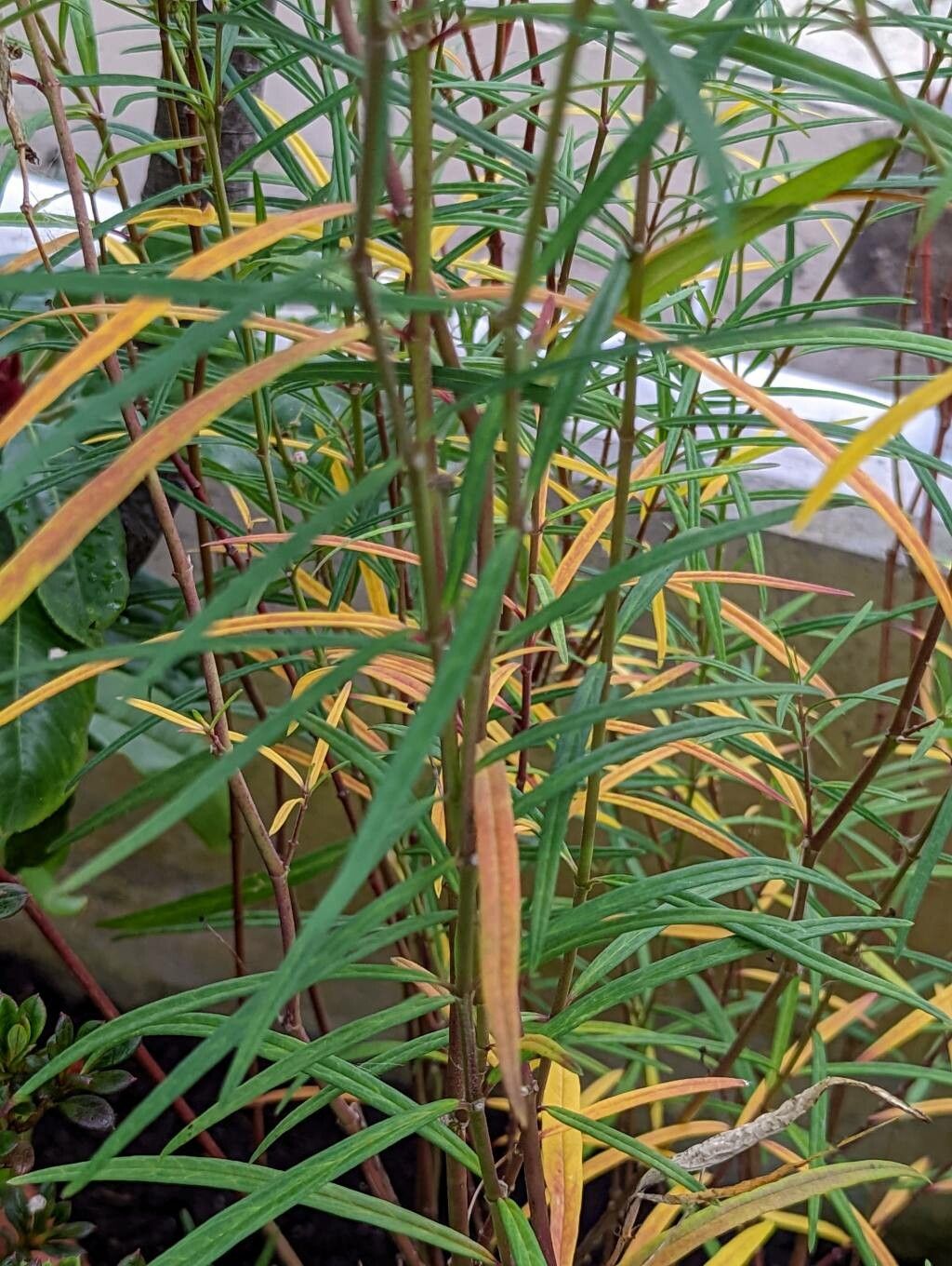 Asclepias angustifolia