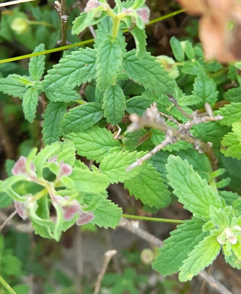 Calceolaria parvifolia — houseplant care guide