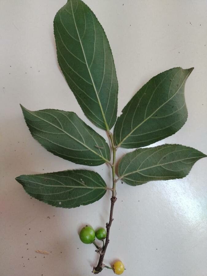 Casearia lasiophylla leaf