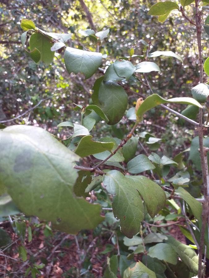 Flacourtia indica — related species from the same genus