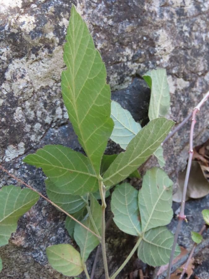 Allophylus rubifolius leaf