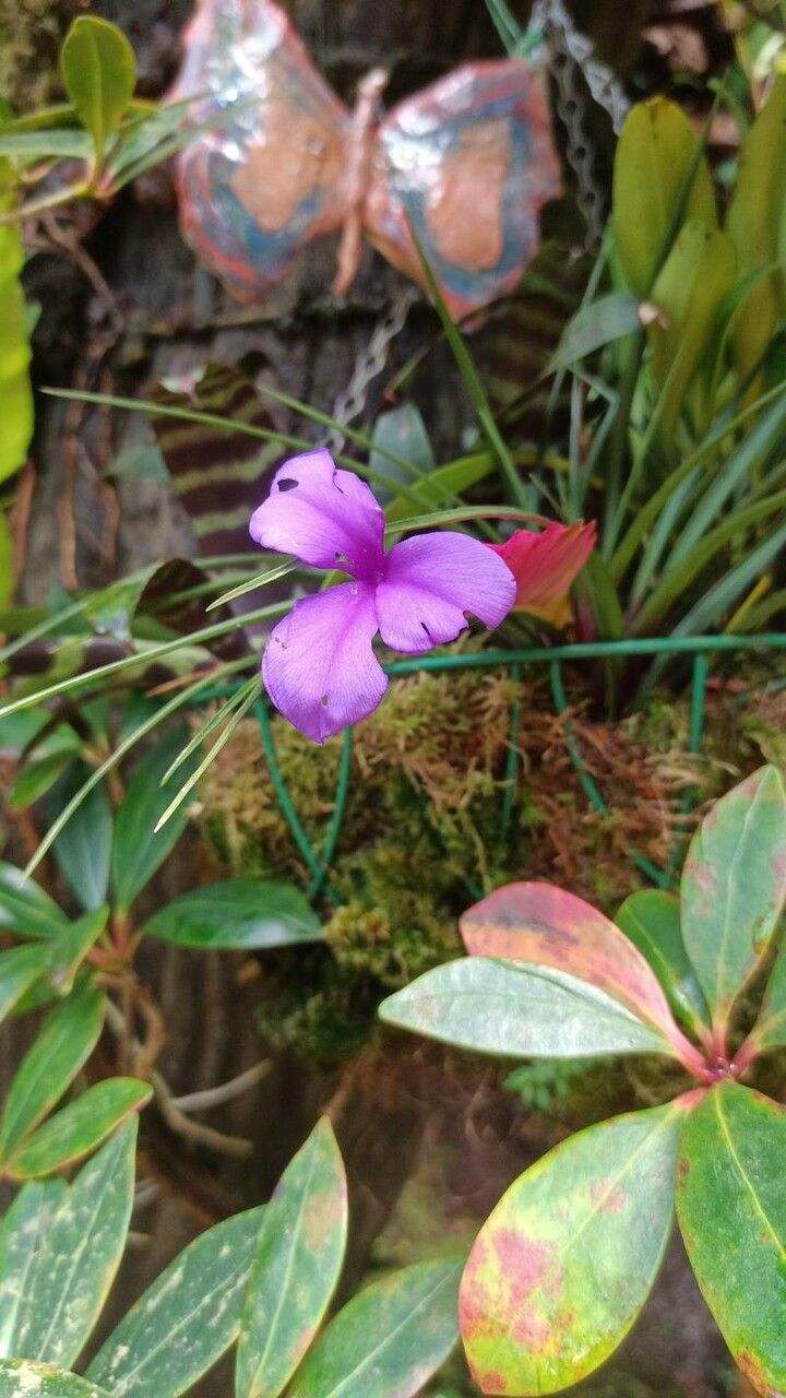 Cologania angustifolia