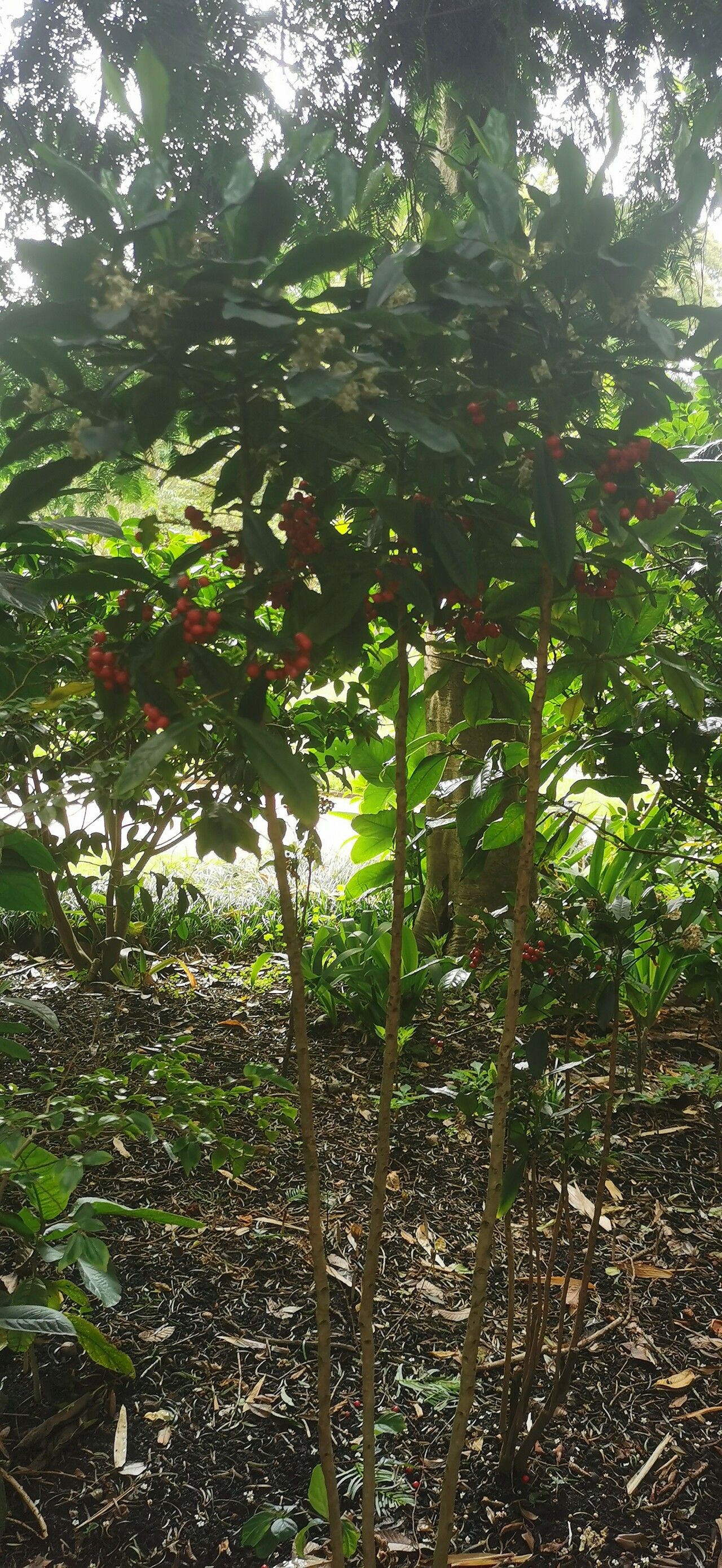 Ardisia shweliensis habit