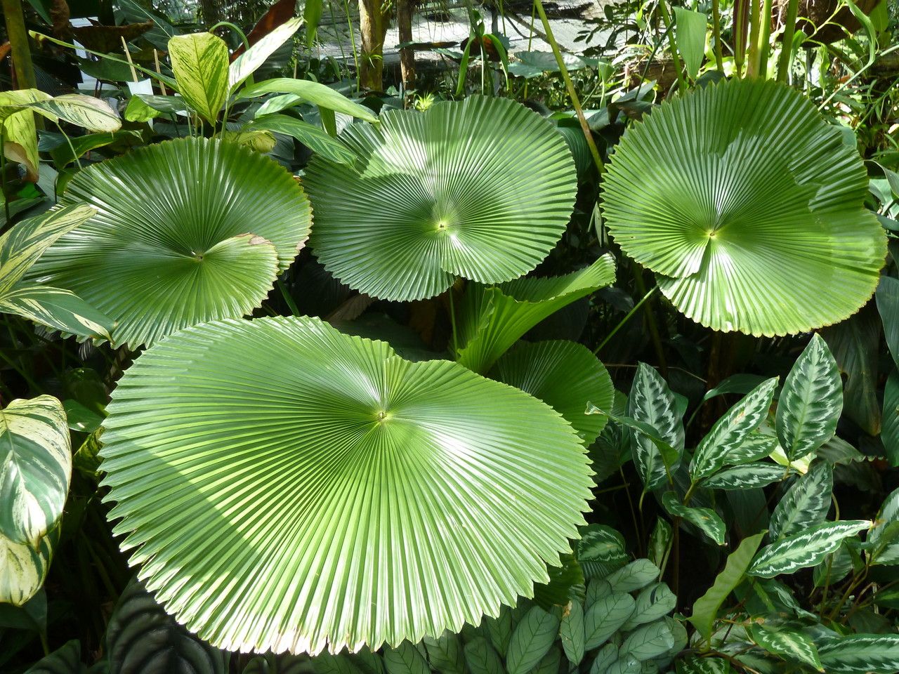 Licuala peltata leaf