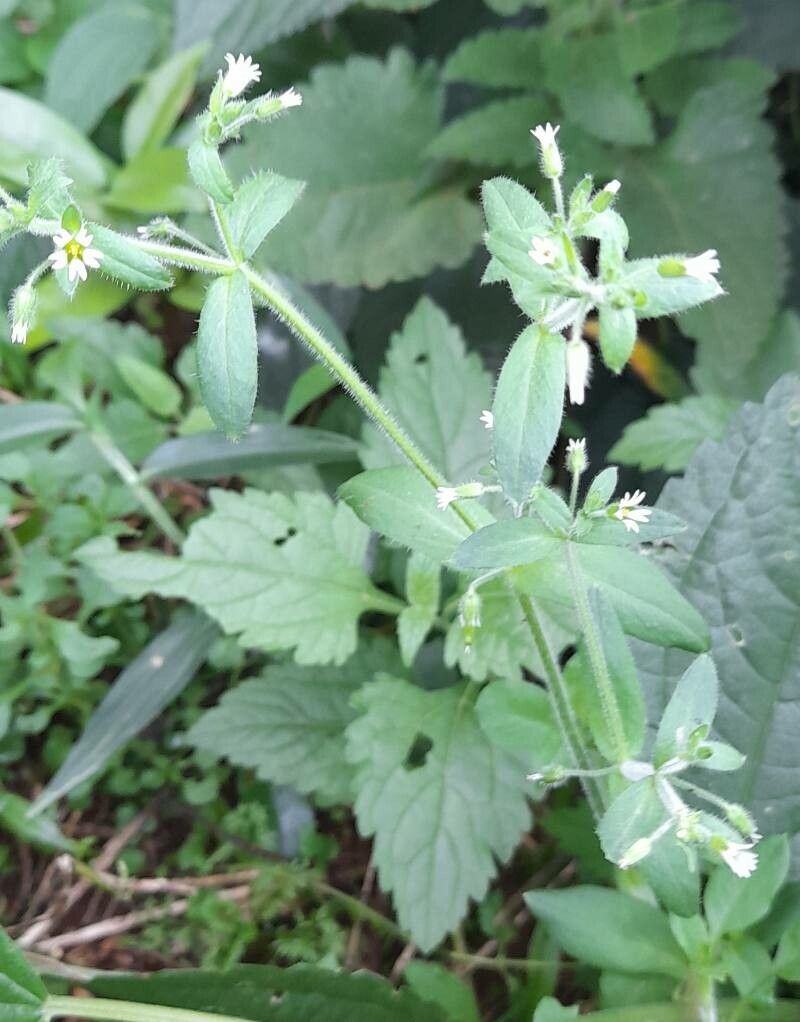 Cerastium rivulariastrum habit