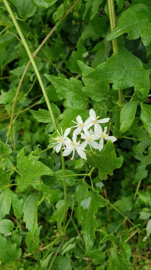 Clematis ligusticifolia flower