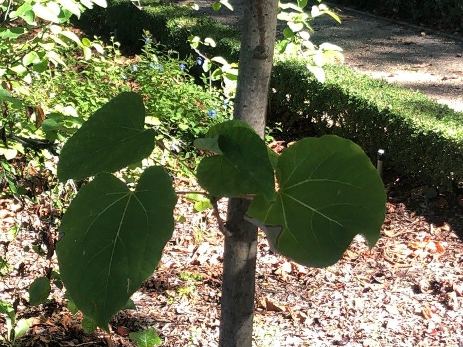 Idesia polycarpa — search result for 'Salicaceae'