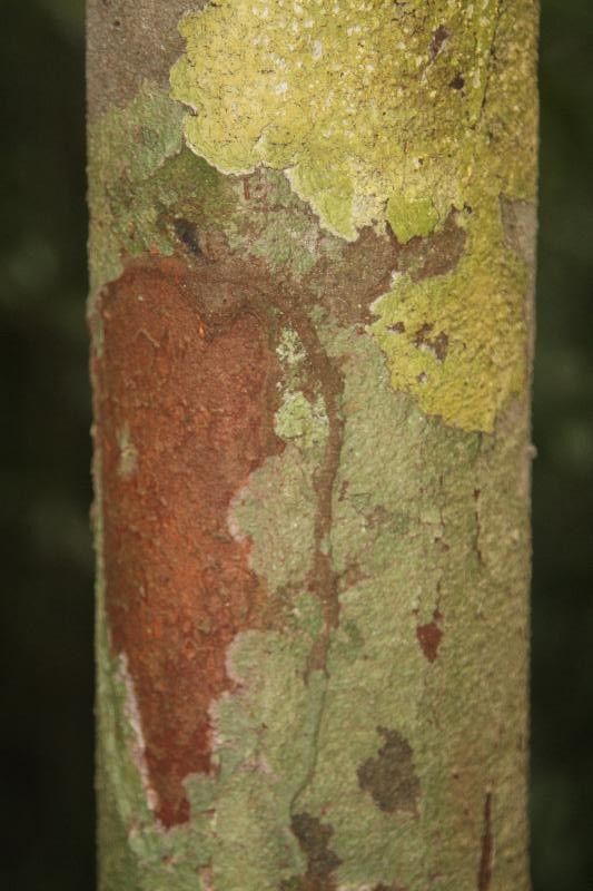 Iryanthera hostmannii bark