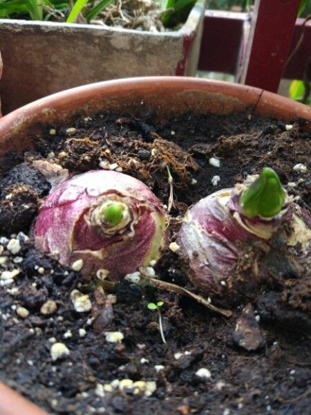 Oncostema peruviana bark