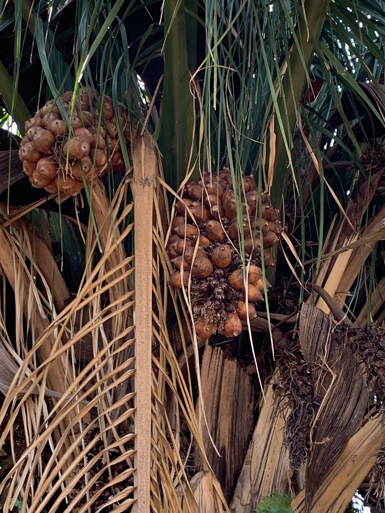 Attalea brasiliensis — related species from the same genus