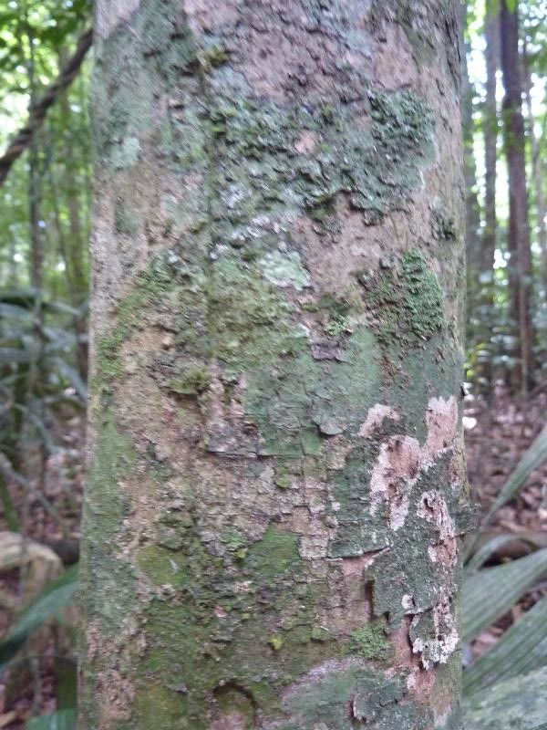 Eschweilera pedicellata bark