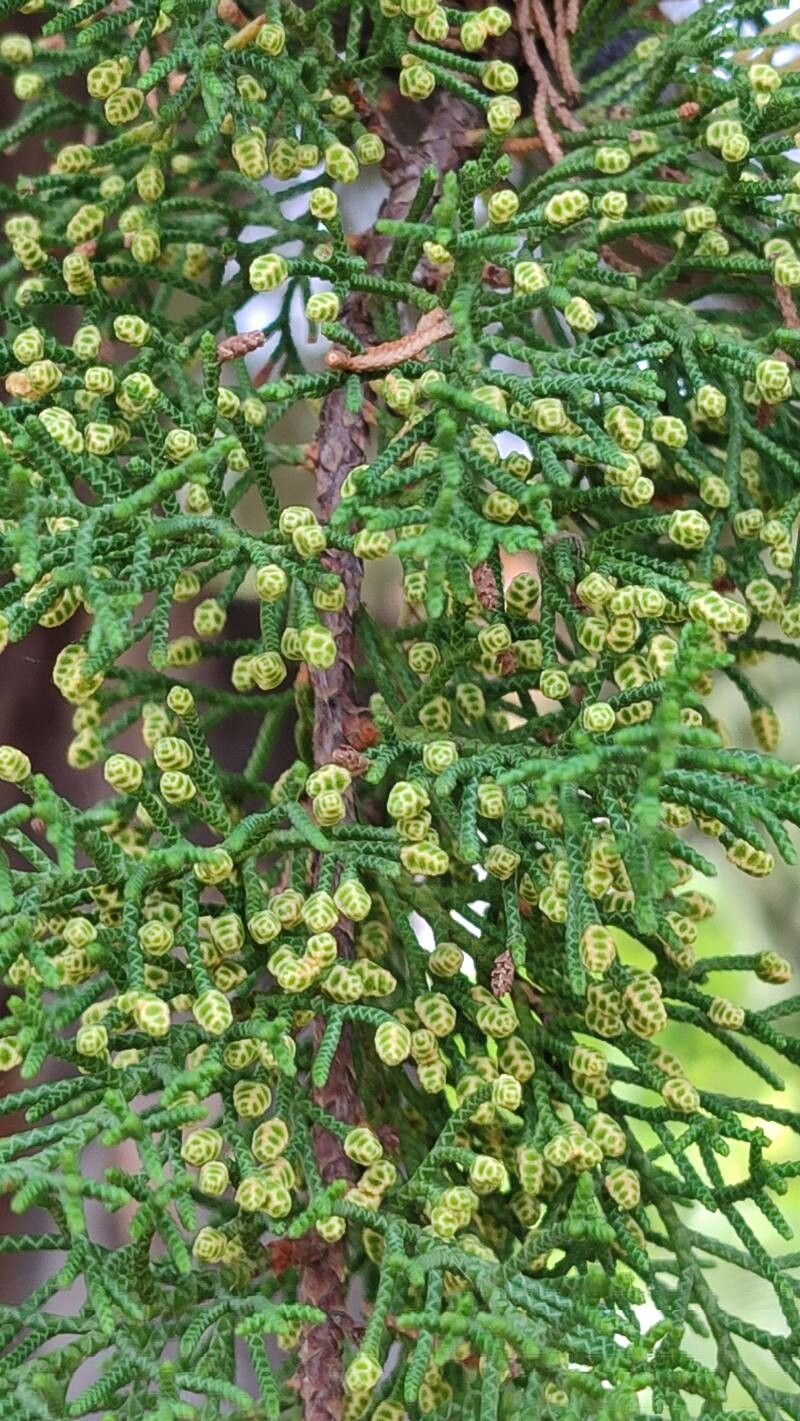 Hesperocyparis goveniana flower