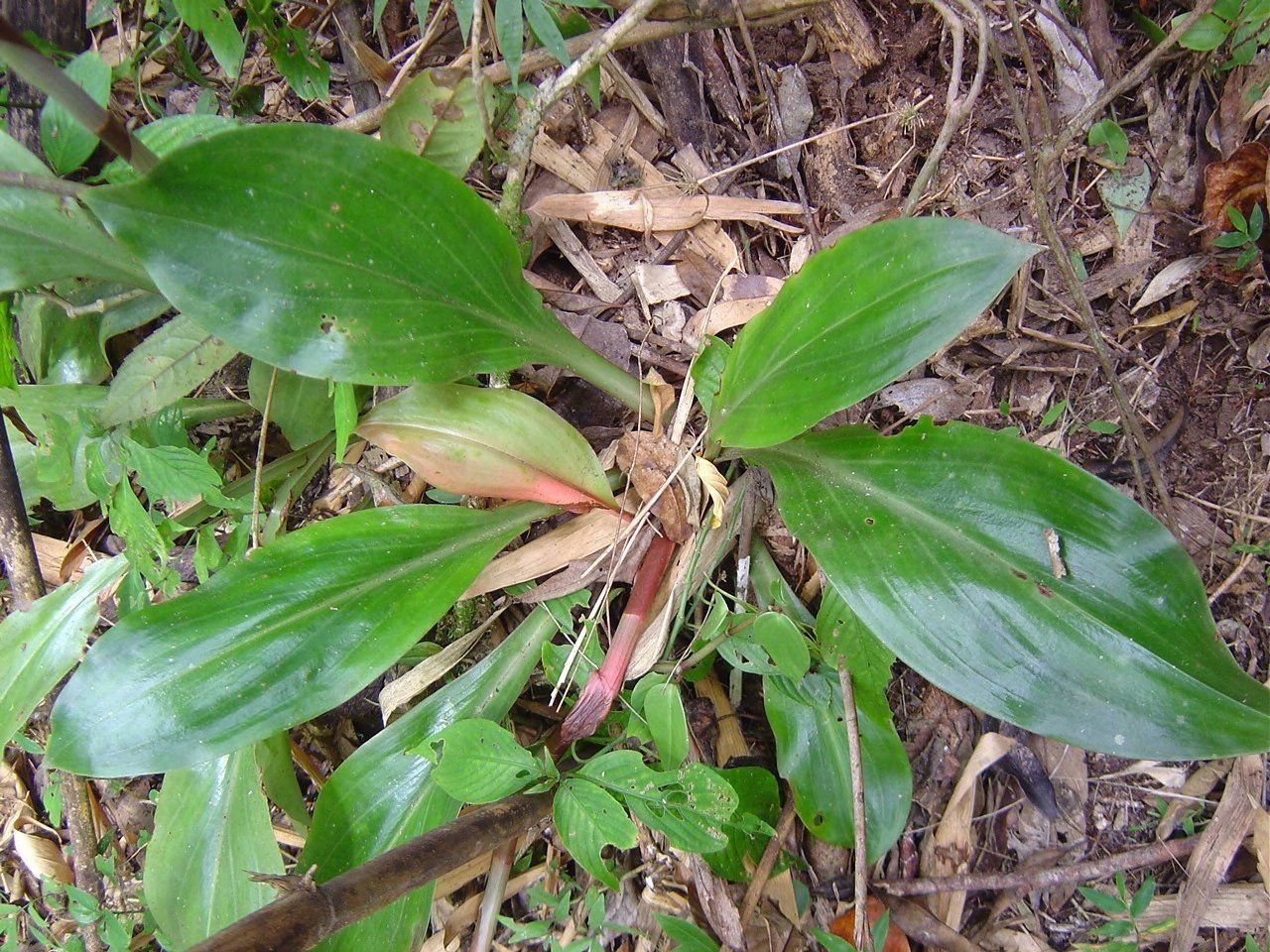 Eltroplectris calcarata habit