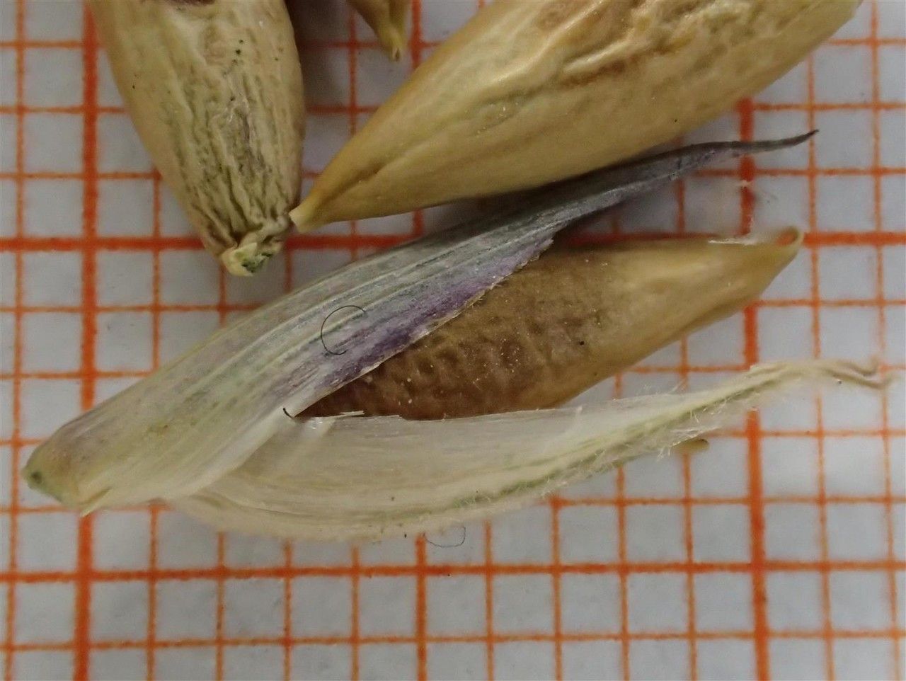 Pleioblastus distichus other