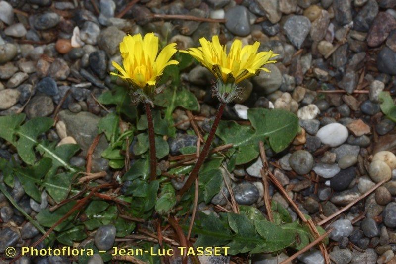 Taraxacum gaditanum habit