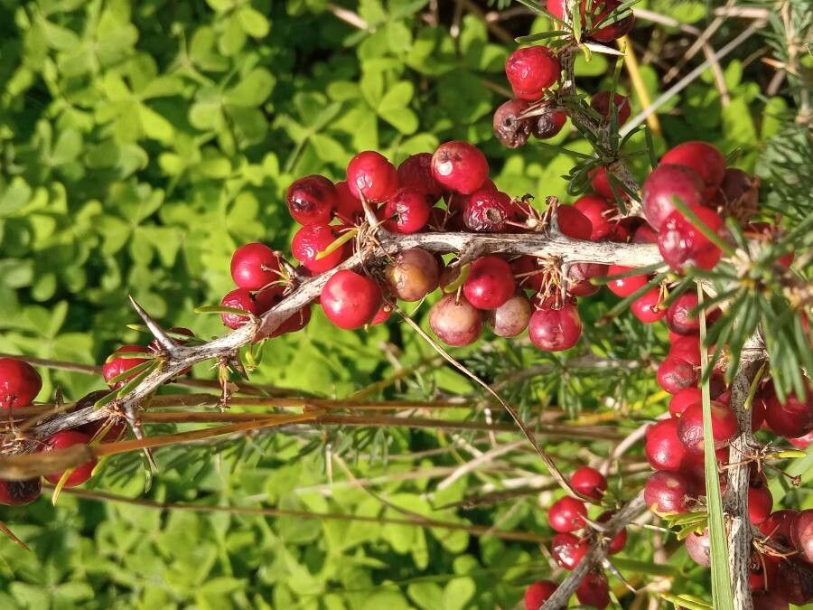 Asparagus albus fruit