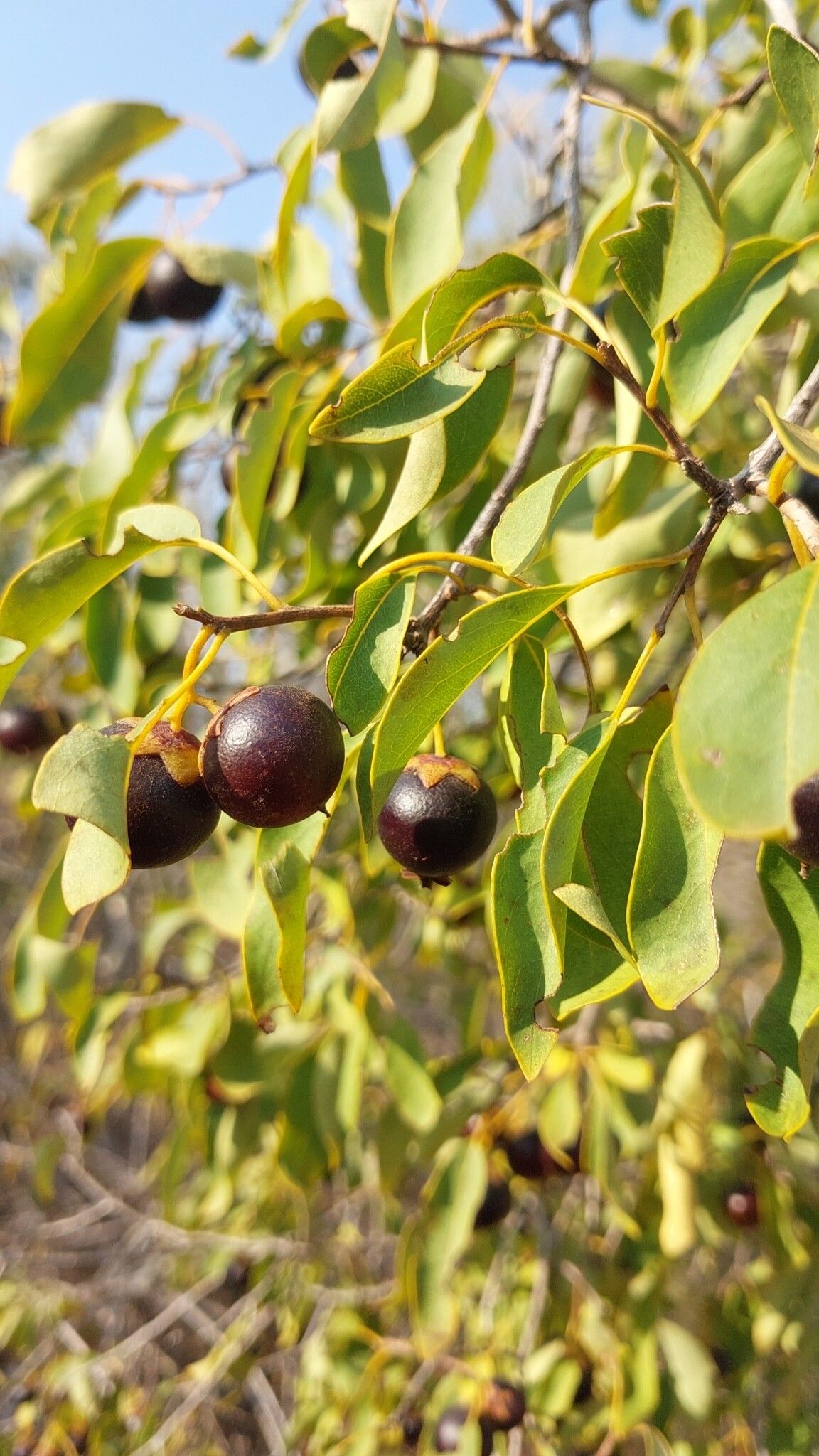 Bourreria bosseri leaf
